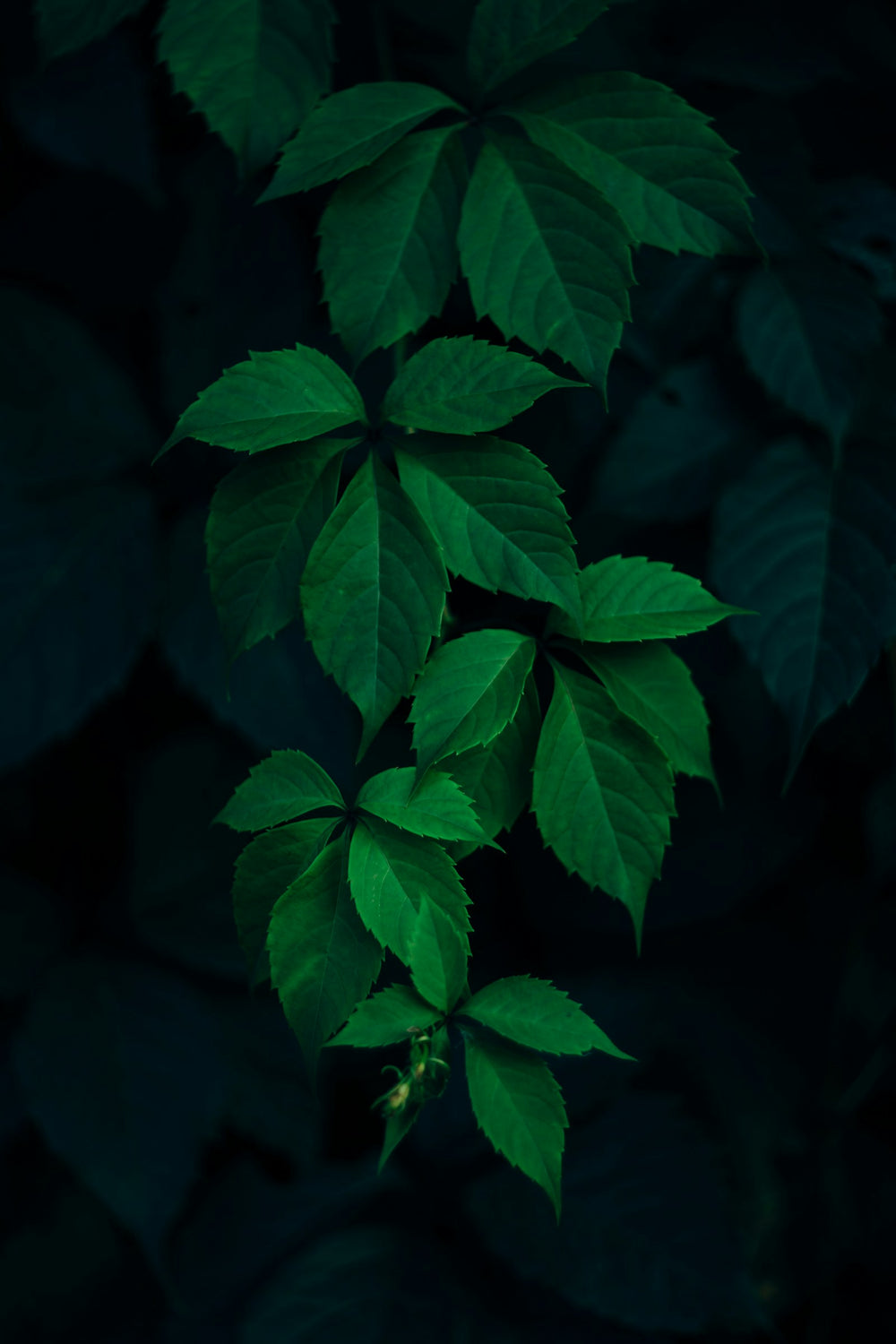 Patchouli, a note in Incienso de Champa by Piedalu Objects of Scent