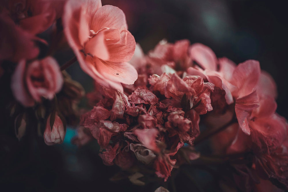 Geranium, a note in Incienso de Champa by Piedalu Objects of Scent