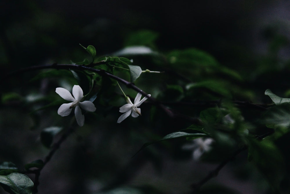Jasmine, a note in Flor de Alegria by Piedalu Objects of Scent