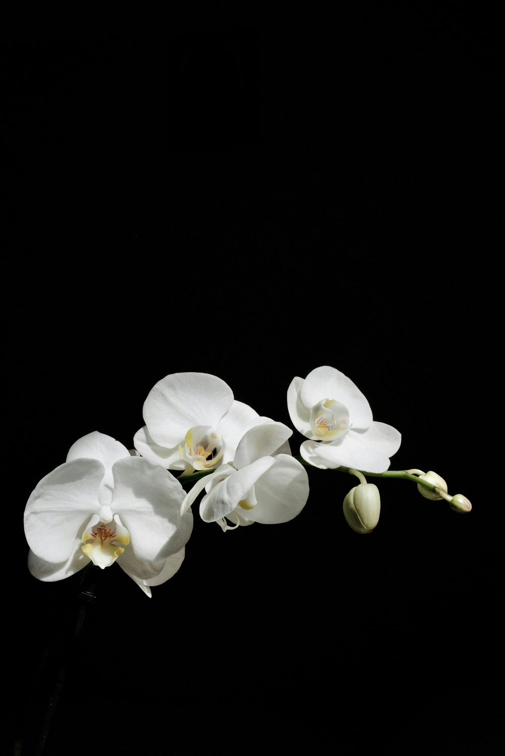 Orchid, a note in Viento de Sándalo by Piedalu Objects of Scent