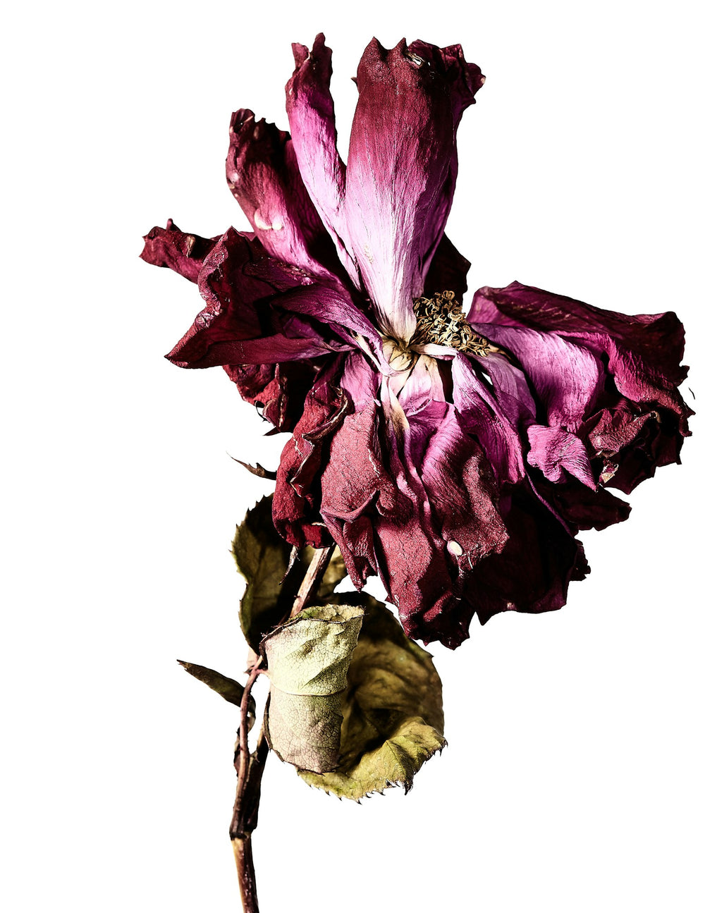 Rose, a note in Incienso de Champa by Piedalu Objects of Scent