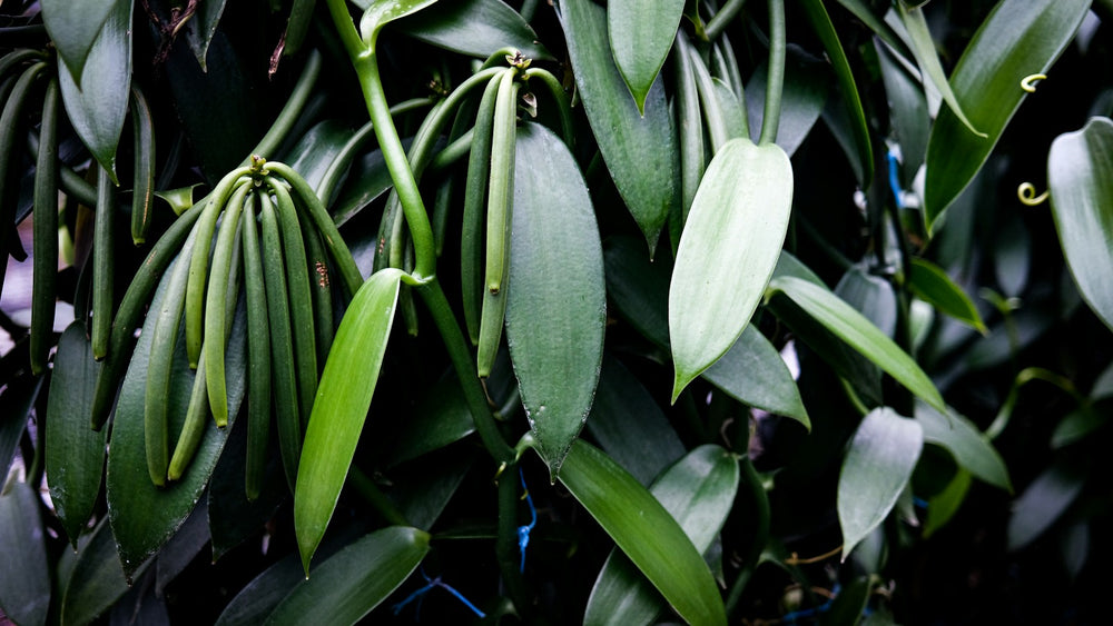 Vanilla, a note in Viento de Sándalo by Piedalu Objects of Scent