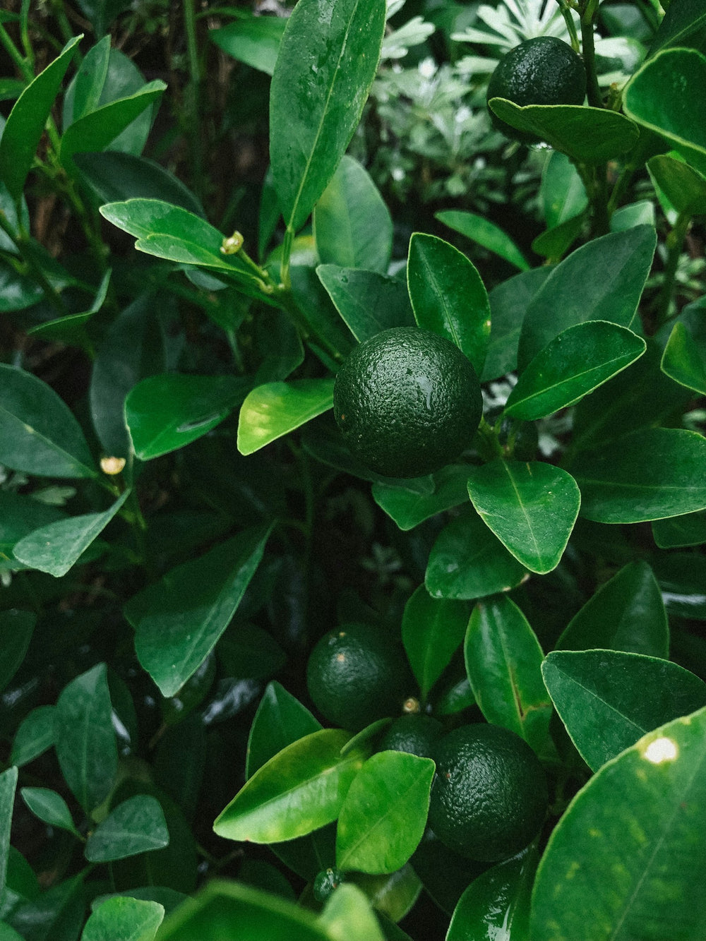 Lemon Leaf, a note in Flor de Alegria by Piedalu Objects of Scent