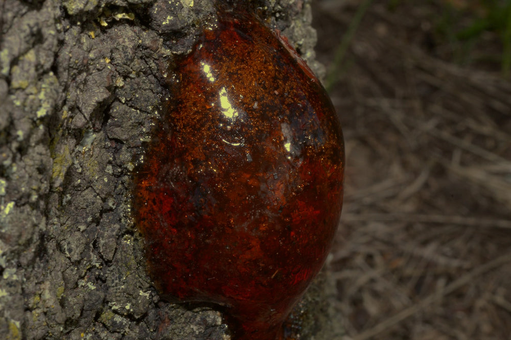 Amber, a note in Viento de Sándalo by Piedalu Objects of Scent