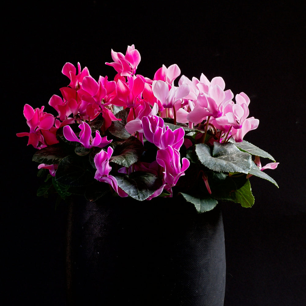 Cyclamen, a note in Flor de Alegria by Piedalu Objects of Scent