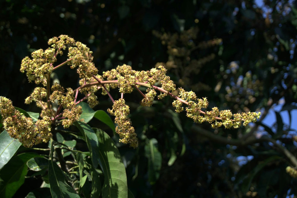 Mango Flower, a note in Viento de Sándalo by Piedalu Objects of Scent