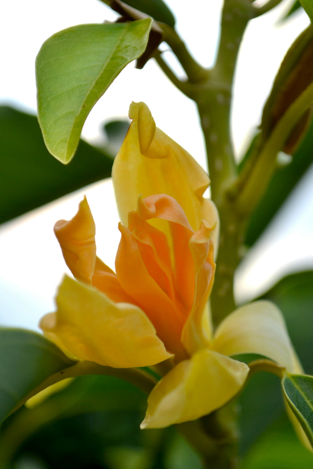 Champa Flower, a note in Incienso de Champa by Piedalu Objects of Scent