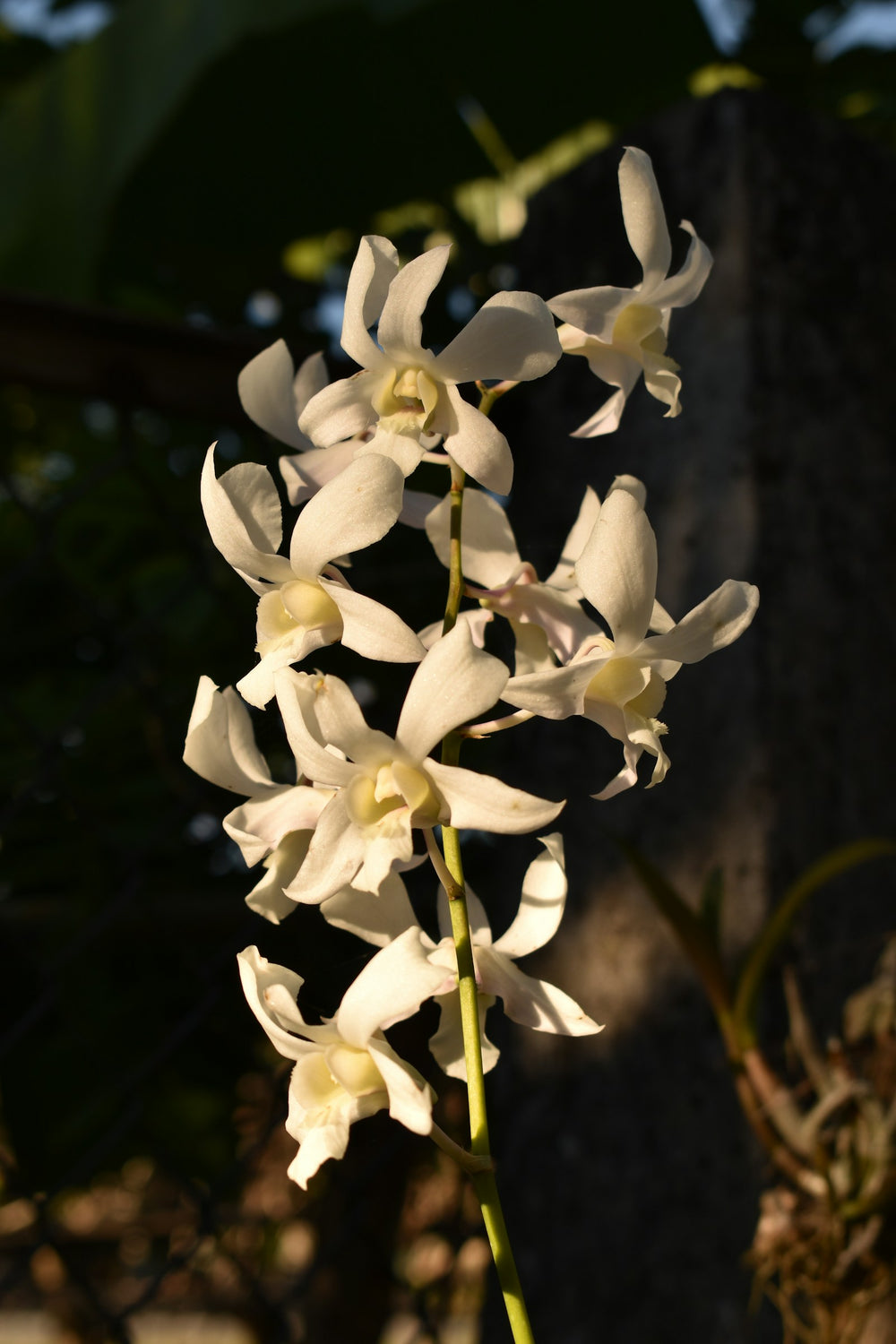 Vanilla, a note in Incienso de Champa by Piedalu Objects of Scent