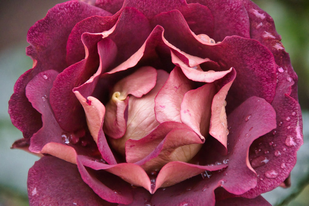 Rose, a note in Flor de Alegria by Piedalu Objects of Scent