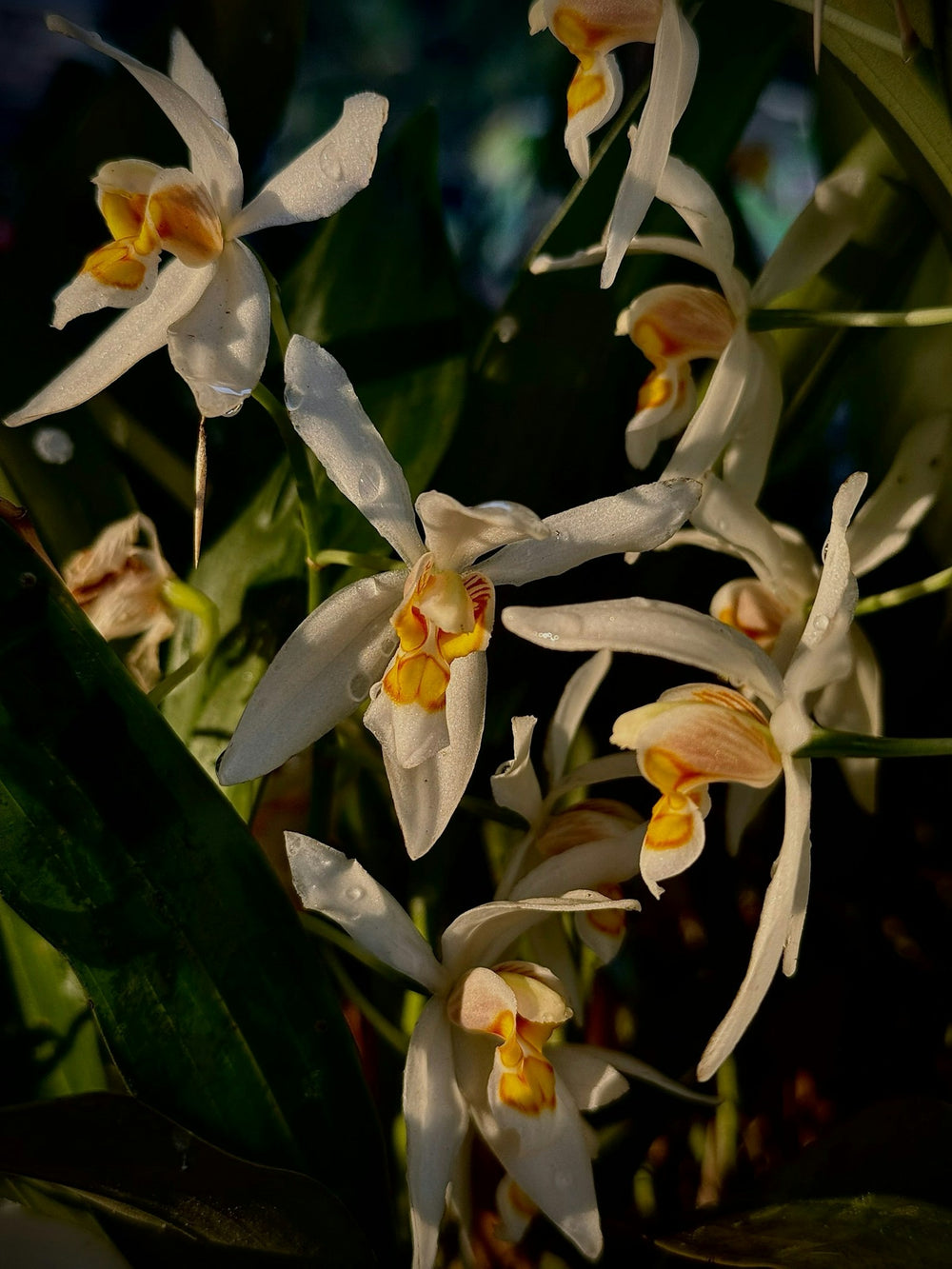 Vanilla, a note in Flor de Alegria by Piedalu Objects of Scent
